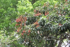 Litchi chinensis